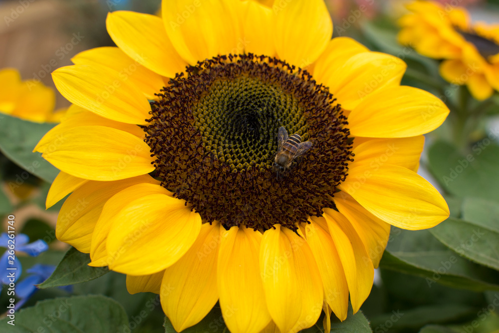 Sun flower meet hard working Bee Sun flower meet hard working Bee