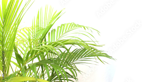 tropical green palm leaf on white wall background