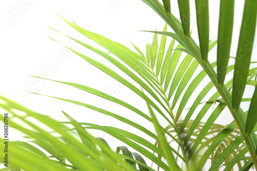 tropical green palm leaf on white wall background