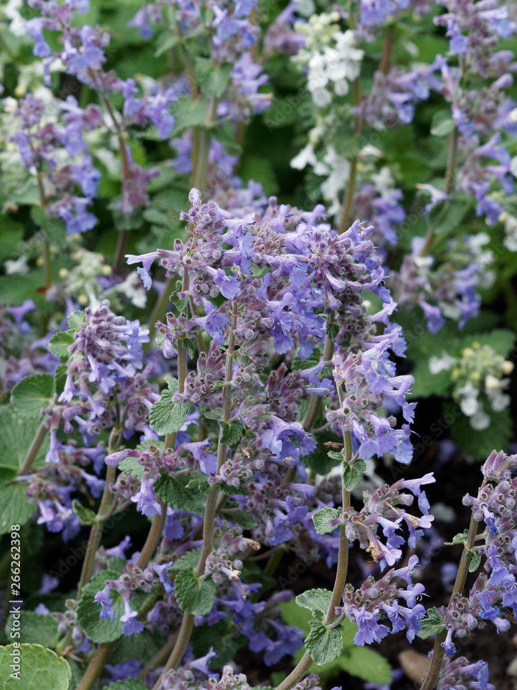 Obraz premium Nepeta × faassenii - Catmin or Faassen's catnip, a flowering plant with fragrant foliage