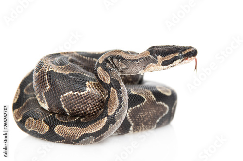 Royal Python, or Ball Python (Python regius) in side view. Isolated on white background