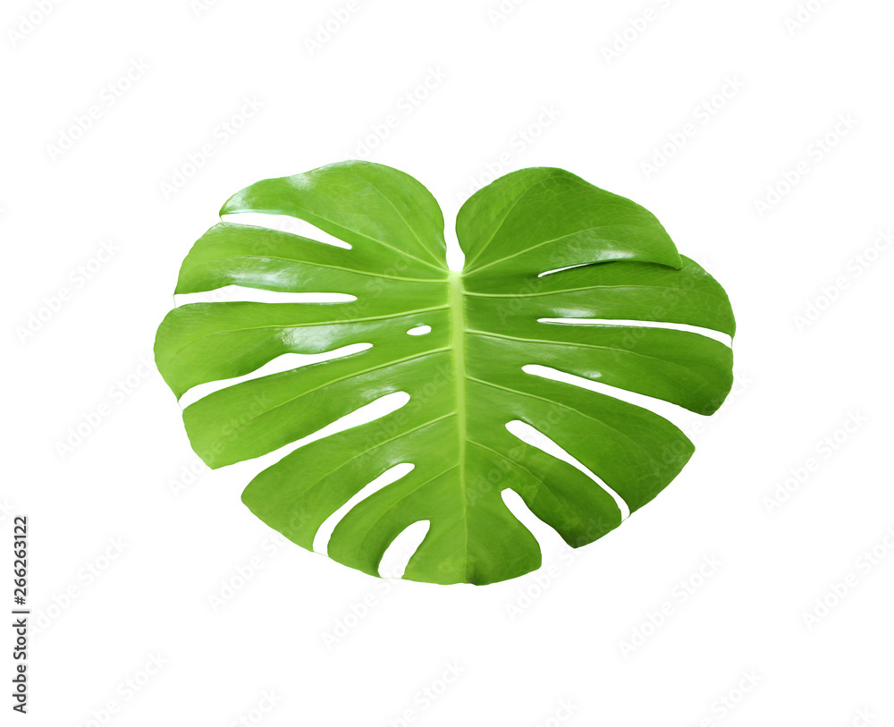 tropical jungle monstera leaves , Swiss Cheese leaf tree isolated on white background