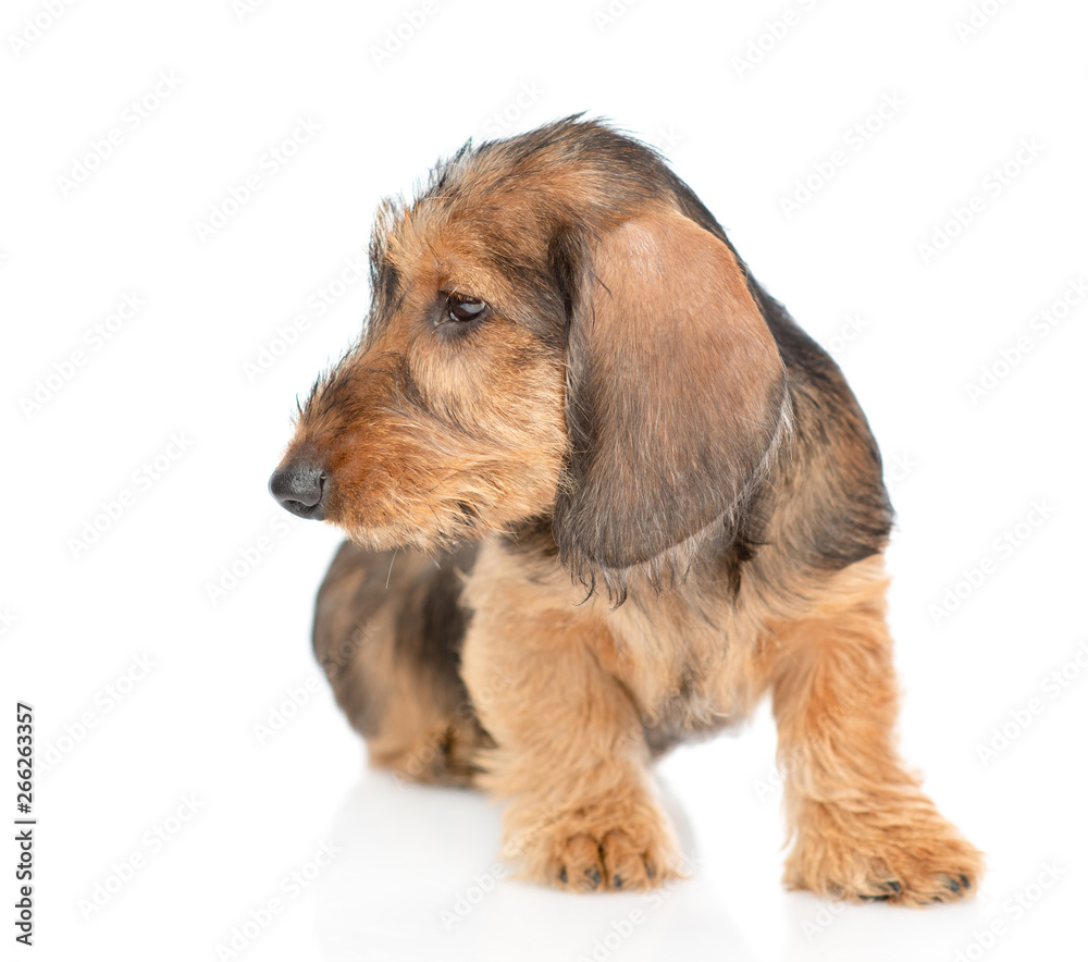 Brown dachshund puppy sitting and looking away. isolated on white background Brown dachshund puppy sitting and looking away. isolated on white background