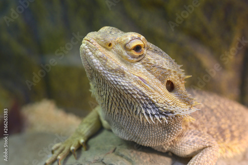 Lizard Central bearded dragon (Pogona vitticeps) sitting on a stone in a terrarium