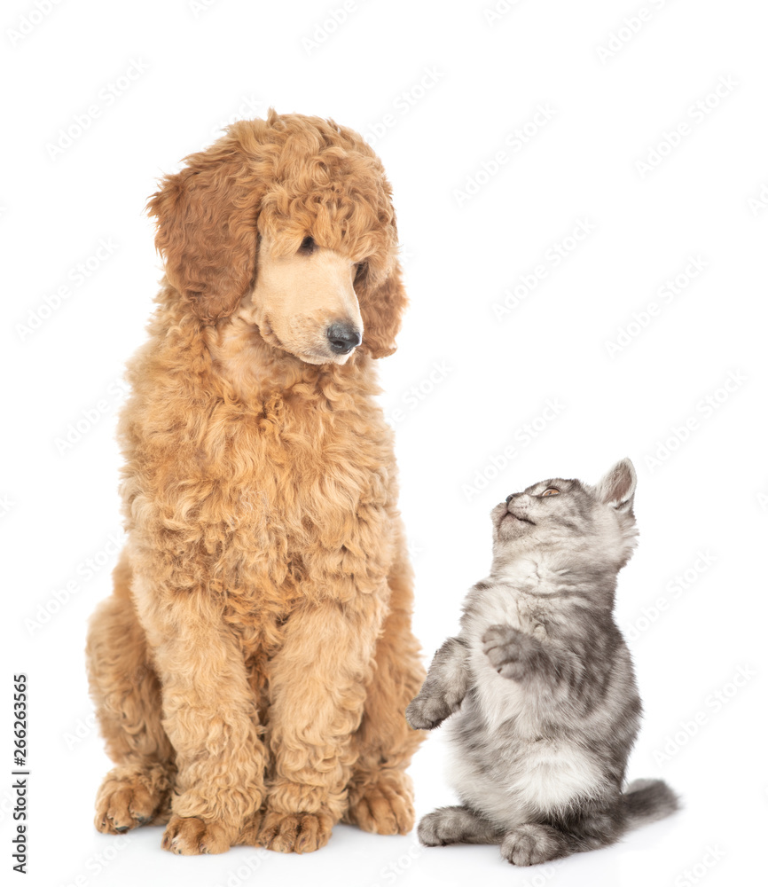 Playful kitten with young royal poodle sitting together. Isolated on white background Playful kitten with young royal poodle sitting together. Isolated on white background