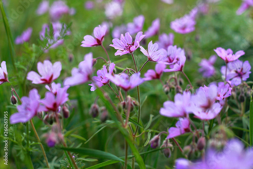 flowers in the field after the rain on a blurred background with drops of dew on the petals