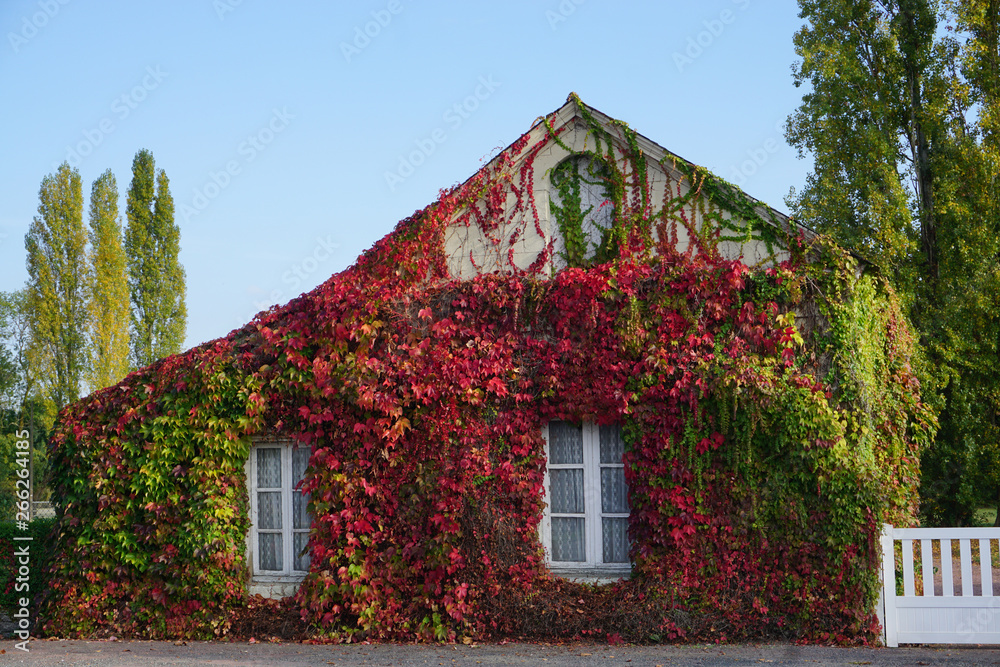 bright red and green ivy covering the entire facade of a country house