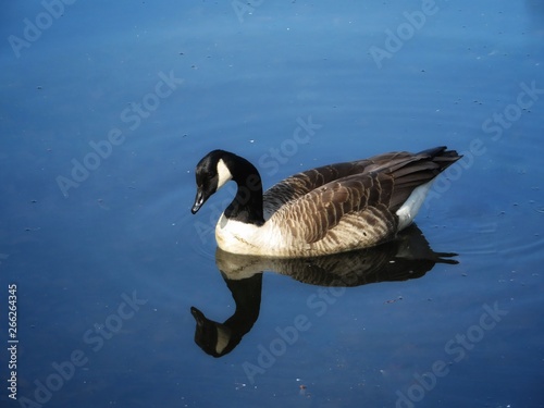 canada goose swimming on a lake