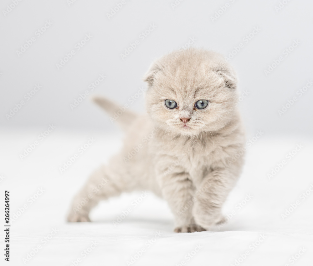Baby kitten walking on the bed at home