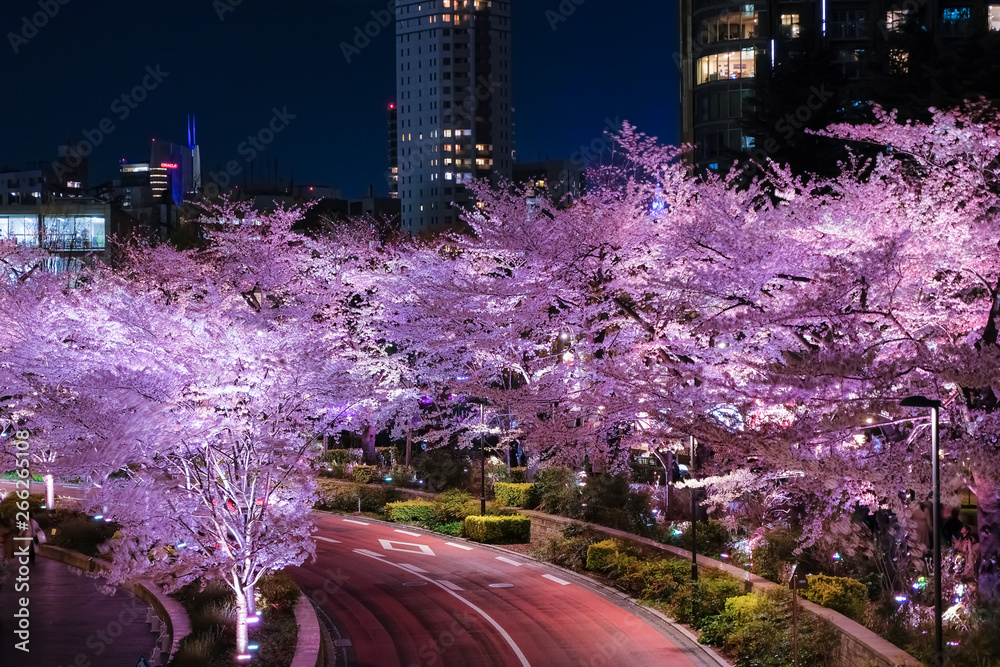 六本木 東京ミッドタウン 夜桜