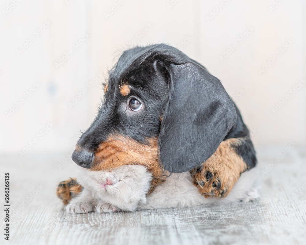 Dachshund puppy playing with kitten.  isolated on white background