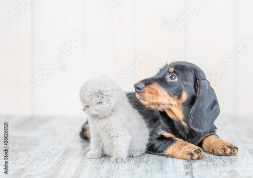 Baby kitten sitting with dachshund puppy on the floor at home and looking away