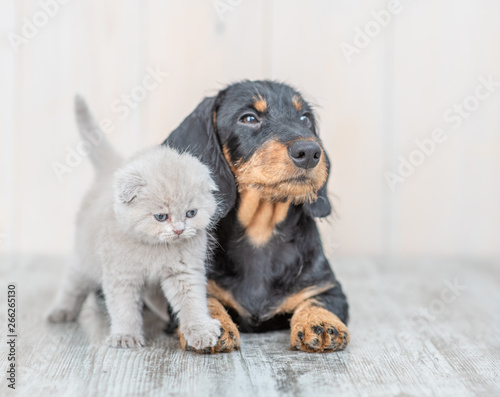 Cute baby kitten sitting with dachshund puppy on the floor at home
