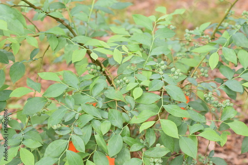 Blueberry bushes with antibird netting photo