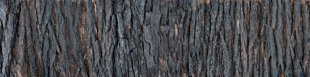 Texture of bark of a tree. Expanded circular panorama Texture of bark of a tree. Expanded circular panorama