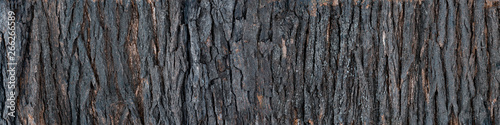 Texture of bark of a tree. Expanded circular panorama