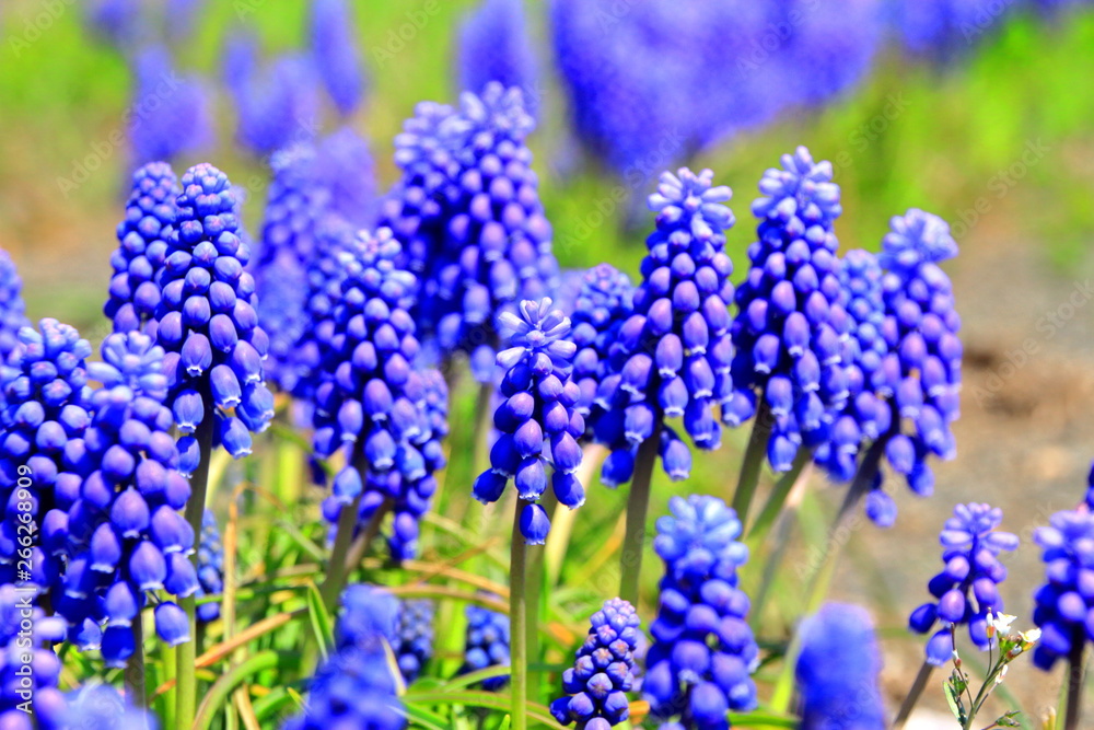 札幌の道端で咲き競うムスカリの花の風景 Stock Photo Adobe Stock