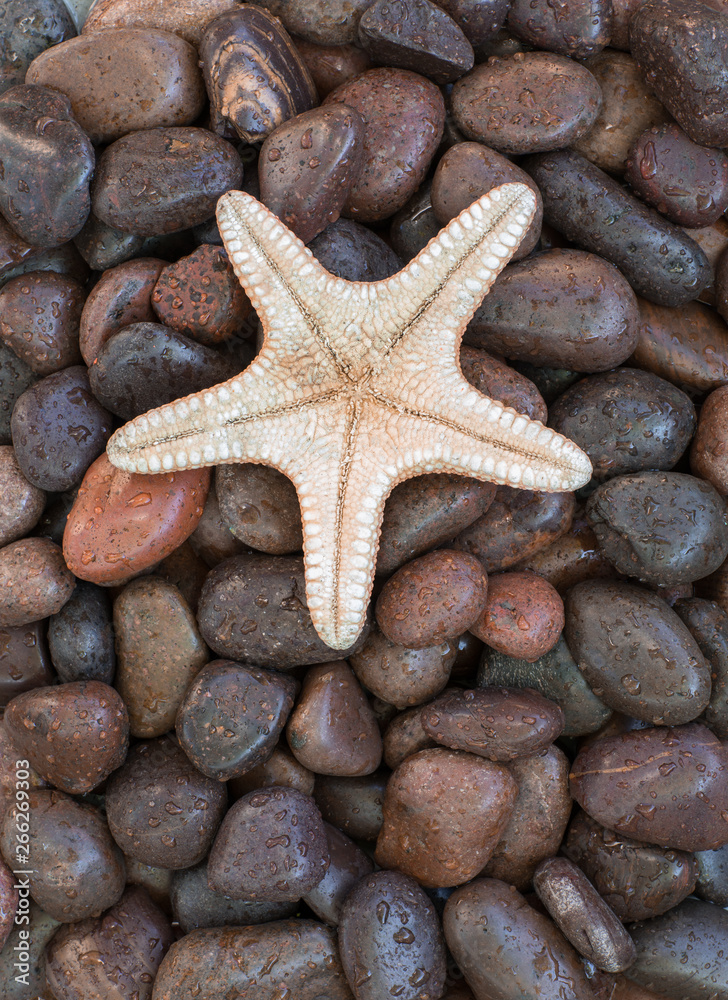 starfish on the background of sea stones