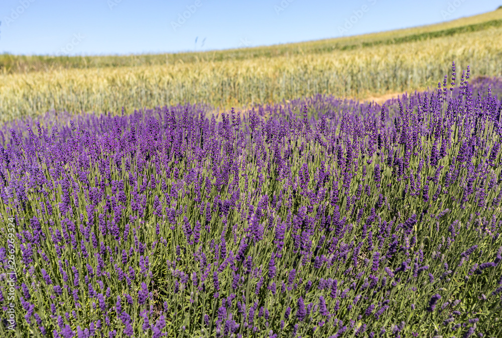 Obraz premium the blooming lavender flowers in Provence, near Sault, France