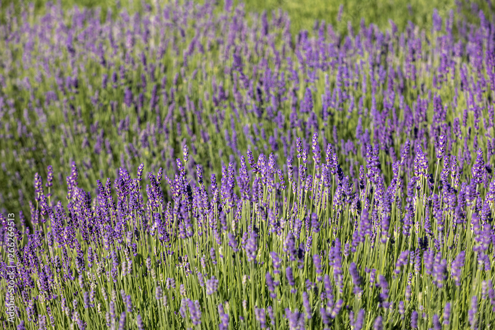 Naklejka premium the blooming lavender flowers in Provence, near Sault, France