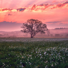 Fotobehang Koraal Narcissenvallei bij zonsopkomst in Oekraïne  © larauhryn