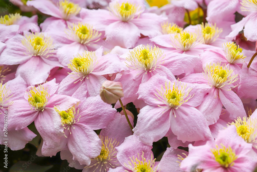 A beautiful Clematis Montana (Pink Perfection) plant in full flower in early spring. Growing on a fence in Cardiff, South Wales, UK A beautiful Clematis Montana (Pink Perfection) plant in full flower in early spring. Growing on a fence in Cardiff, South Wales, UK