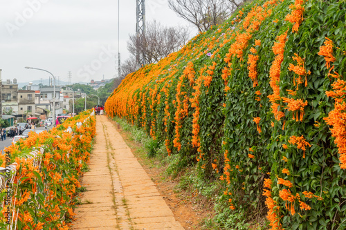 Pyrostegia venusta blossom at Tongluo Township photo