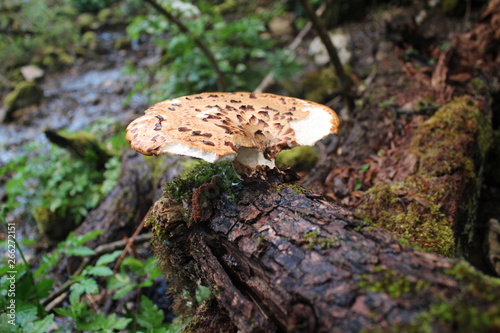 Polyporus tuberaster mushroom in the forest near Tara river