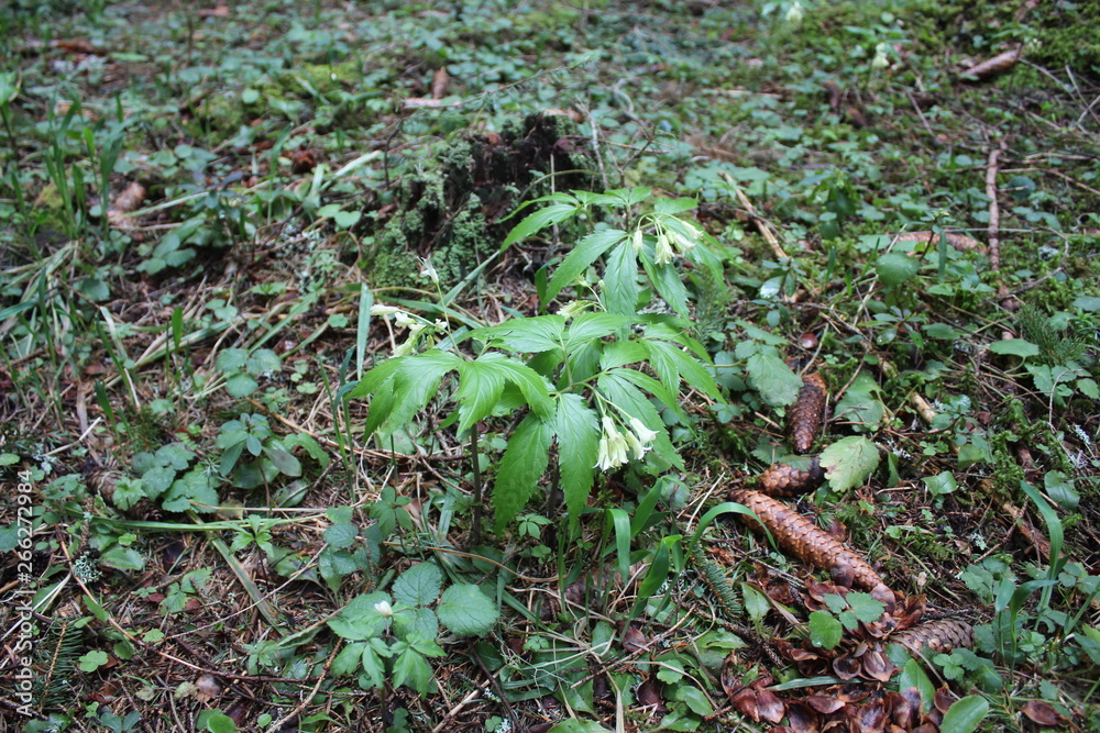 Unusual wild herb with flowers in form of a bells Unusual wild herb with flowers in form of a bells