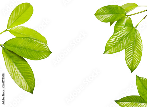 Mangosteen leaves, Tropical evergreen tree, Foliage of mangosteen isolated on white background  photo