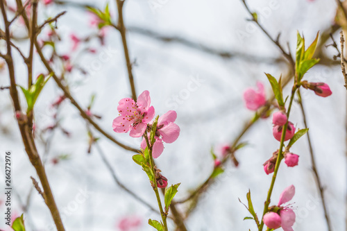 Open peach blossoms in spring, outdoors