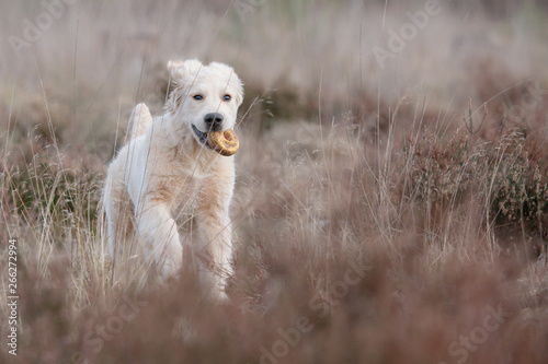 dog in the field © Charlotte