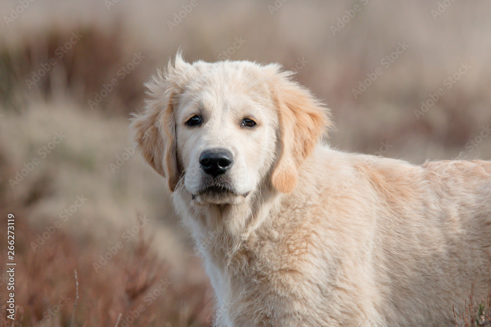 portrait of golden retriever puppy