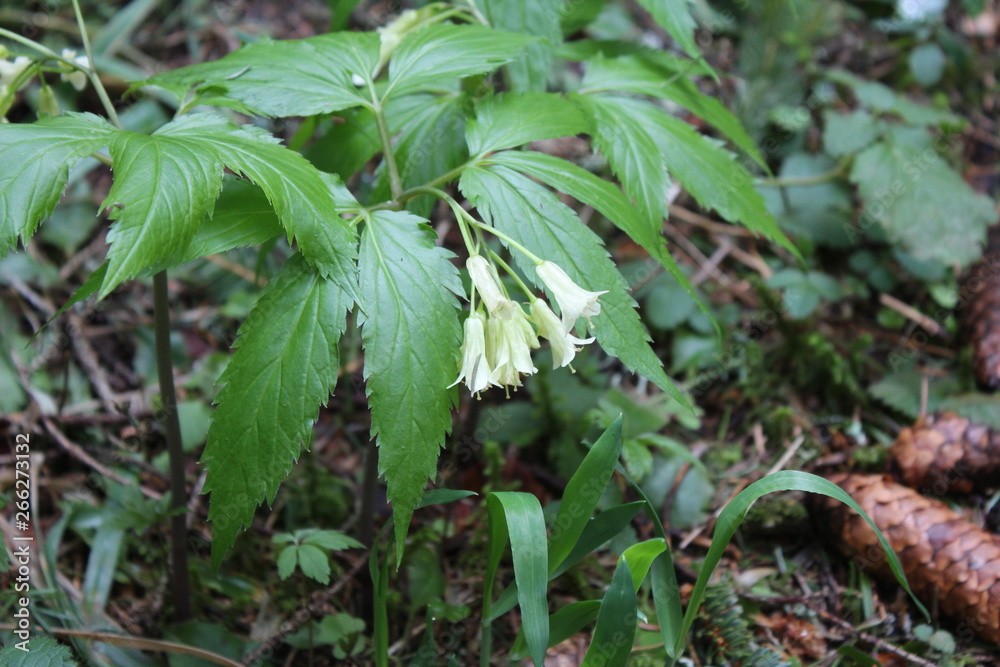 Unusual wild herb with flowers in form of a bells Unusual wild herb with flowers in form of a bells