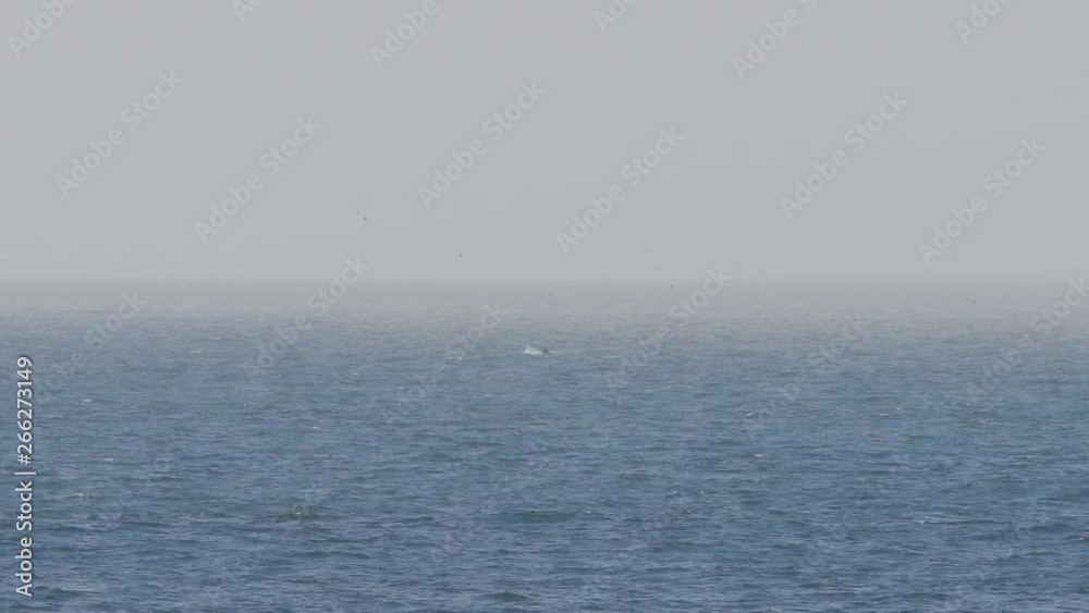 A humpback whale seen slapping its fins on the surface off of the coast of Pacifica, California. A humpback whale seen slapping its fins on the surface off of the coast of Pacifica, California.
