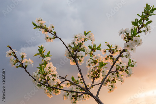 Branch of flowering cherry tree against of sky at sunset
