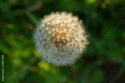 dandelions with seeds