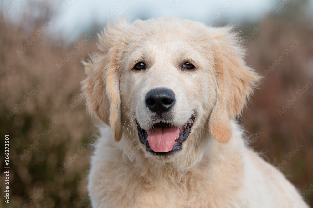 portrait of golden retriever puppy in front of heather