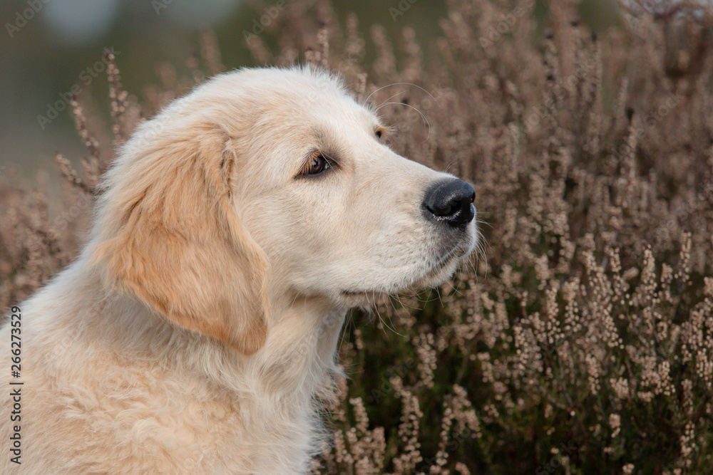 portrait of golden retriever