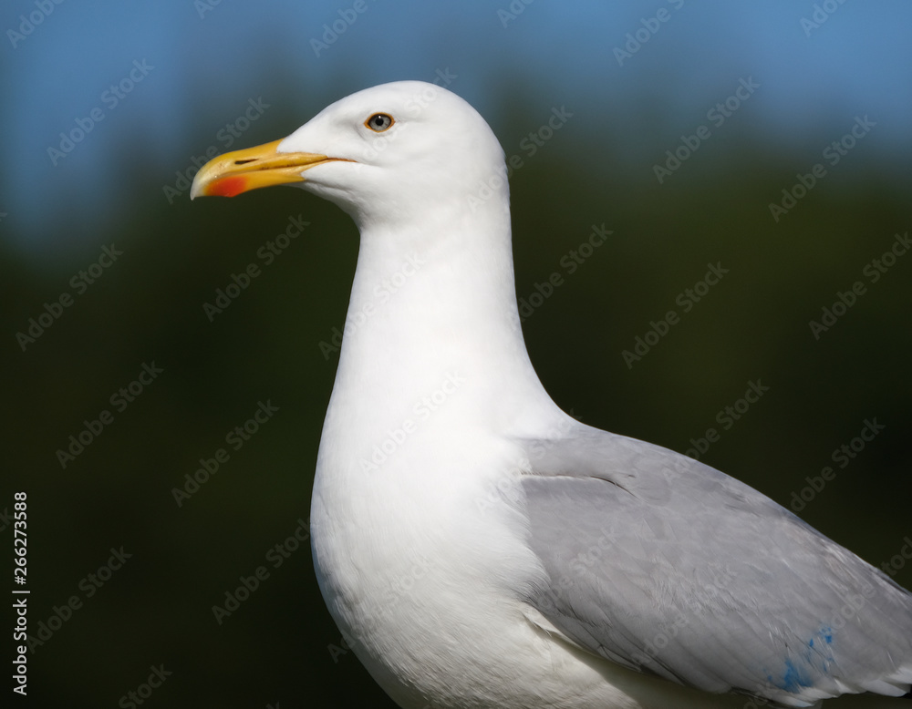 Herring gull watching for food in urban garden at the coast. Herring gull watching for food in urban garden at the coast.