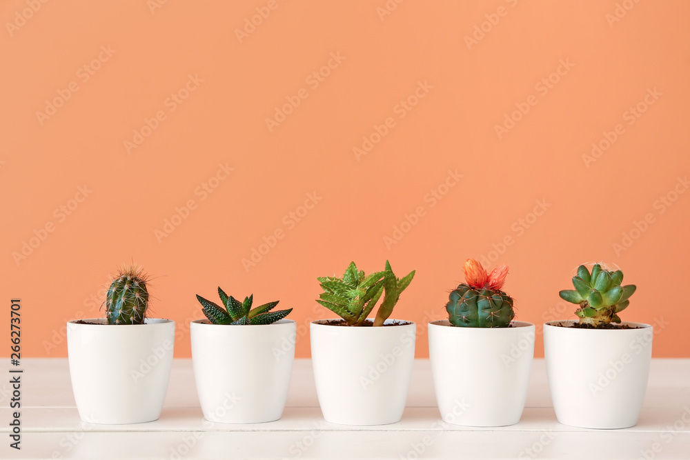 Pots with succulents and cacti on table against color background