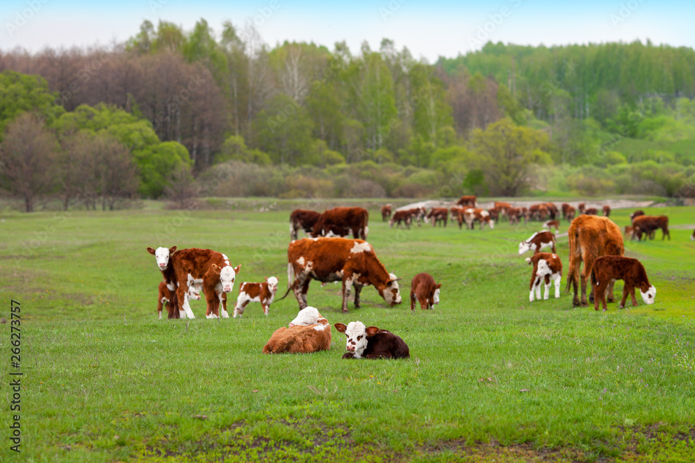 A herd of cows with calves grazing in a meadow after rain.