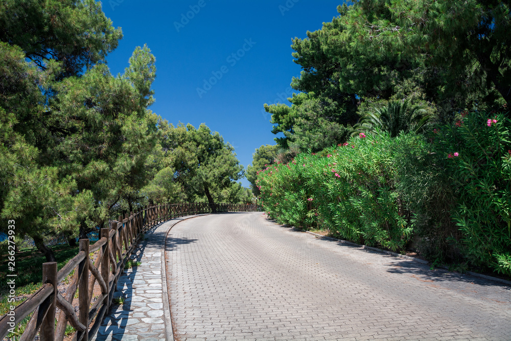 Incredibly beautiful path in flowers, leaves and greens. Sithonia, Chalkidiki, Greece