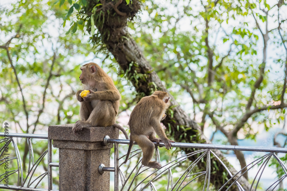 Rhesus Macaque monkeys at Rang Hill lookout point, Phuket, Thailand. Rhesus Macaque monkeys at Rang Hill lookout point, Phuket, Thailand.