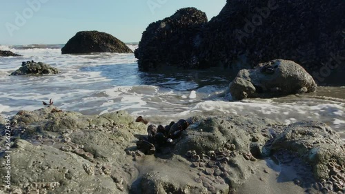 At Muir Beach, California, looking at the Pacific Ocean with rocks covered in wild mussels and vibrant green anenomes photo