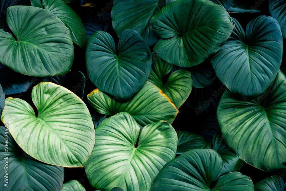 green leaf texture background