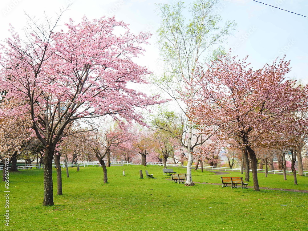 Obraz premium 北海道の桜風景