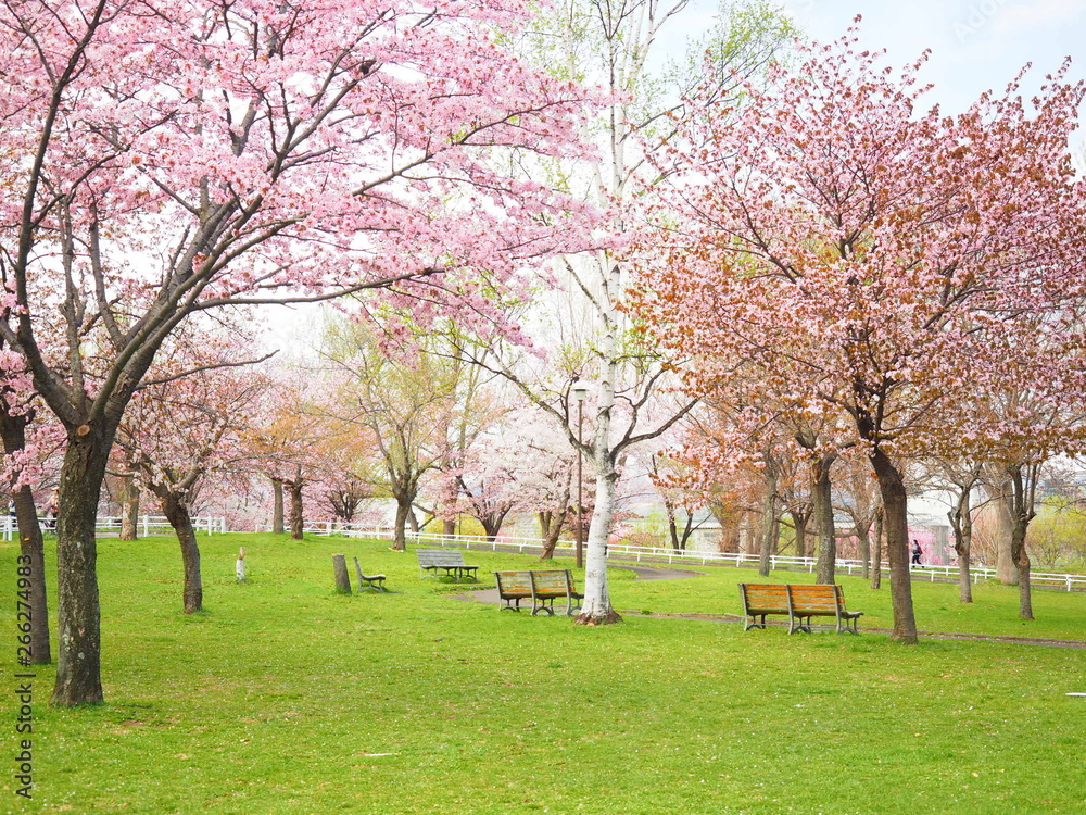 北海道の公園 桜風景