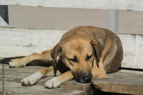 A beautiful stray dog ​​lies on an old wooden pier and looks with a sad look to the right.