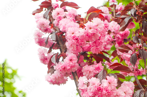 The Pink Petal of Crape Myrtle or Lagerstromia indica or China Berry or Lilac of the South closeup photo